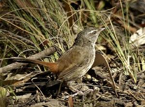 栗尾地刺鶯 栗尾地刺鶯