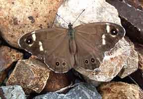 斗毛眼蝶 斗毛眼蝶