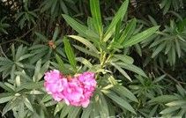 窄葉大戟 窄葉大戟