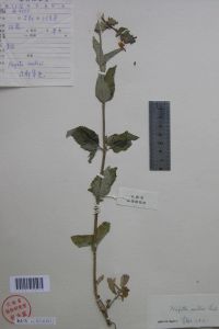 狹葉芥荊 狹葉芥荊