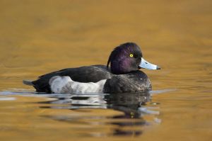 鳳頭潛鴨 鳳頭潛鴨