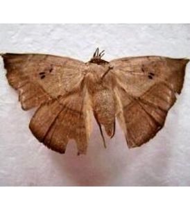 淡眉夜蛾 淡眉夜蛾