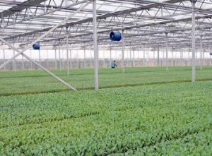 全國無公害蔬菜生產基地