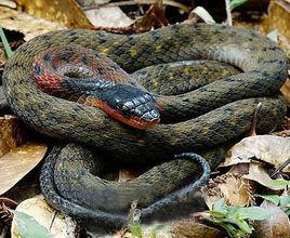 黃腹頸槽蛇 黃腹頸槽蛇