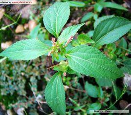 鐵莧菜族 鐵莧菜族