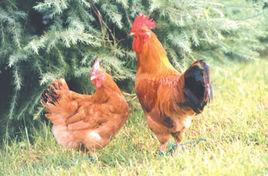 寧海土雞 寧海土雞