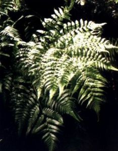 邊生短腸蕨 邊生短腸蕨