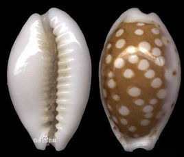 大長身貝屬 大長身貝屬