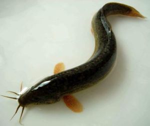 泥鰍養殖 泥鰍養殖