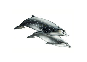 赫氏喙鯨 赫氏喙鯨