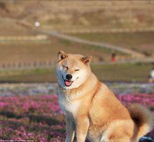 柴犬[日本柴犬]