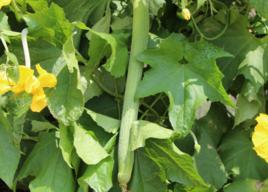 江蔬一號 江蔬一號