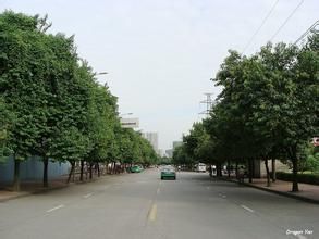 廣東蓮桂 廣東蓮桂