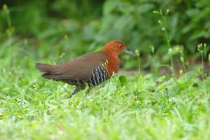 白喉斑秧雞菲律賓亞種 白喉斑秧雞菲律賓亞種