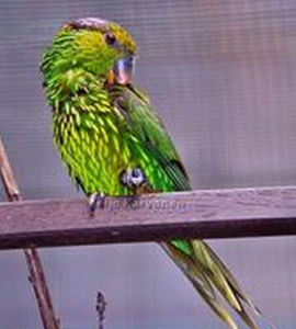 縱紋吸蜜鸚鵡 縱紋吸蜜鸚鵡