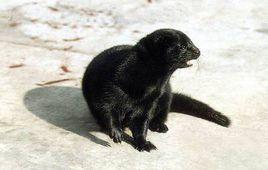 芬蘭黑色水貂-10