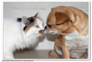 貓狗之吻 貓狗之吻