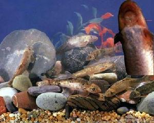 西藏墨頭魚 西藏墨頭魚