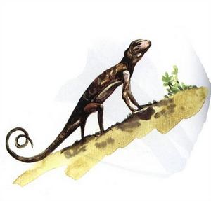 無斑沙蜥 無斑沙蜥