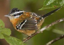 赤褐蟻鳥 赤褐蟻鳥