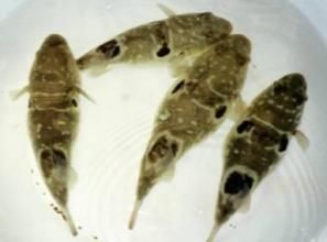 寬杯蟲屬 寬杯蟲屬