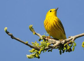 美洲黃鸝 美洲黃鸝
