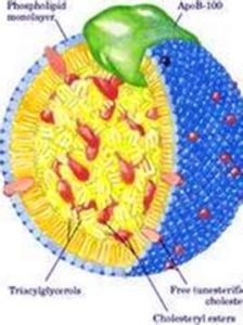 血漿脂蛋白 血漿脂蛋白