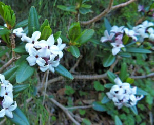 烈香杜鵑 烈香杜鵑