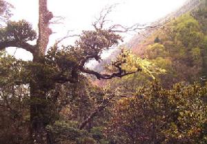 高原山地性氣候