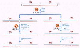 鹼基切除修復 鹼基切除修復