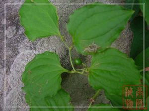 白背牛尾菝葜 白背牛尾菝葜