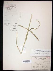 矮鵝觀草 矮鵝觀草