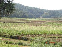 六格村[雲南富源縣黃泥河鎮下轄村]