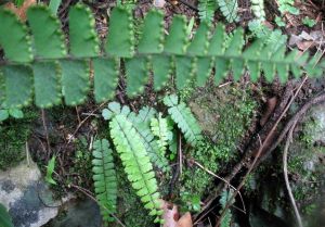 鞭葉鐵線蕨系 鞭葉鐵線蕨系