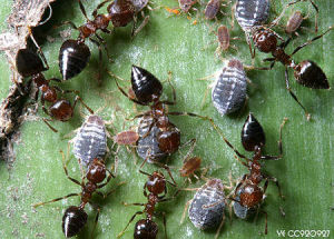 竹莖扁蚜 竹莖扁蚜