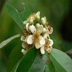 南洋木荷 南洋木荷