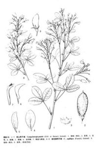 草山杭子梢 草山杭子梢