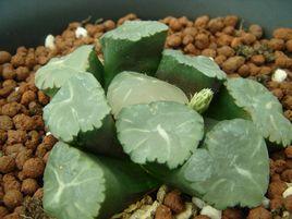 天照萬象 天照萬象