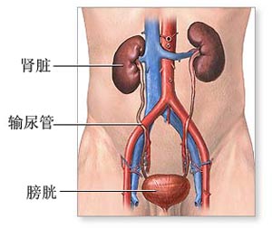 泌尿系統解剖圖