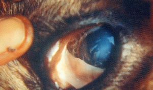 牛吸吮線蟲病 牛吸吮線蟲病