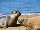 海獅