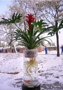 花之泉水培——鴻運當頭