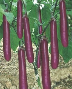 紫紅茄文 紫紅茄文