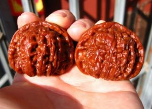 白獅子頭 白獅子頭