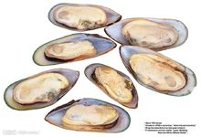 生牡蠣