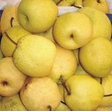 酥梨