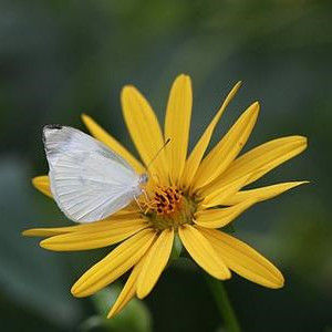 醉中天·詠大蝴蝶 醉中天·詠大蝴蝶