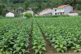 巡檢鎮[湖北南漳縣巡檢鎮]