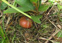 地枇杷[桑科植物]