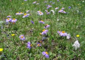 全茸紫菀 全茸紫菀